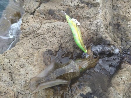 爆風の越前エギング