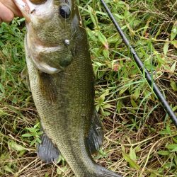 ローライトで高活性