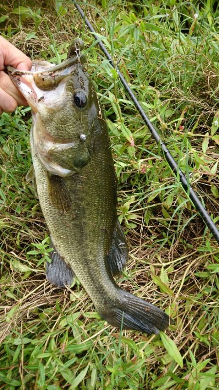 ローライトで高活性