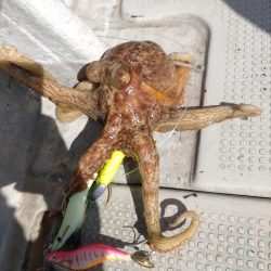 船でのオクトパスフィッシング