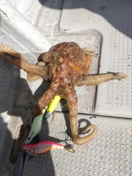 船でのオクトパスフィッシング