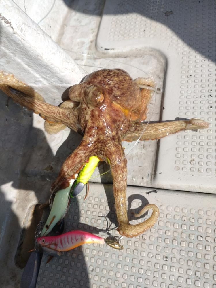 船でのオクトパスフィッシング