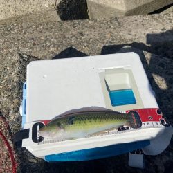 ちょい投げシロギスタの最多安打DAYS