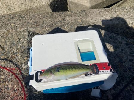 ちょい投げシロギスタの最多安打DAYS