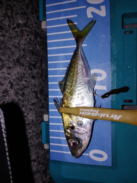 フロート　エギング