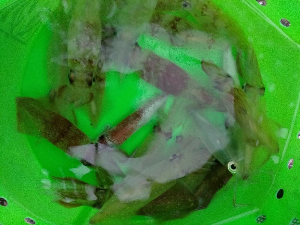 ライトエギング