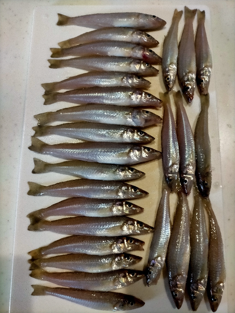 数・サイズ共に安定のキス!!