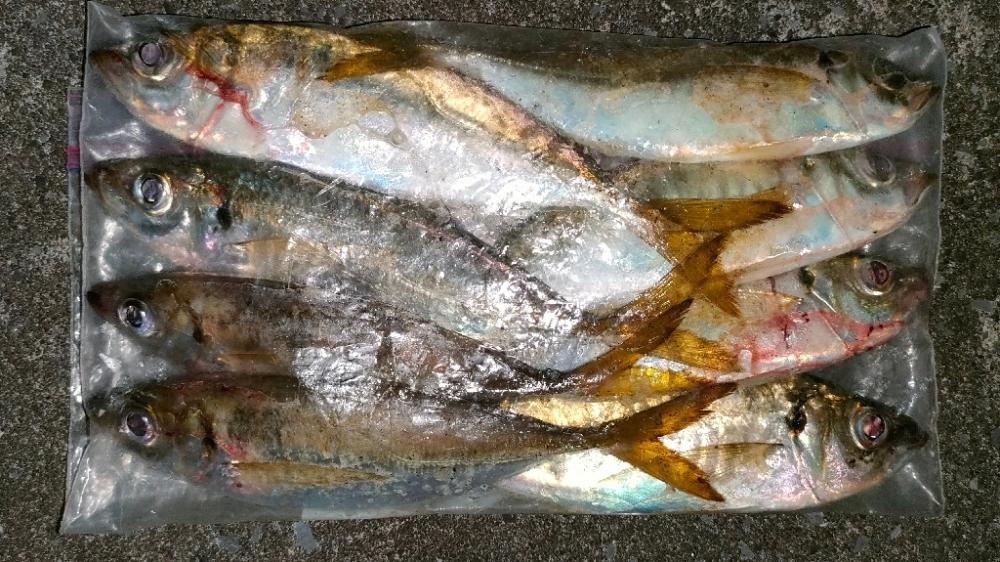 久しぶりアジング