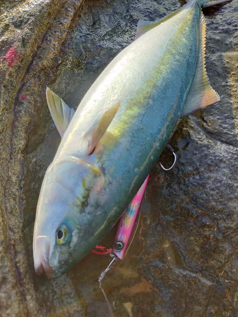 大量のベイトが接岸