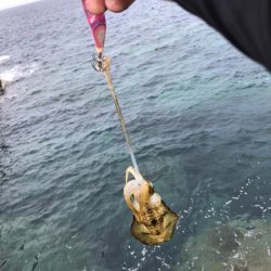 2023 佐渡ヶ島エギング 3回目【8月27日】