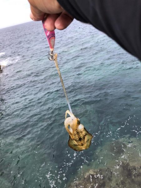 2023 佐渡ヶ島エギング 3回目【8月27日】