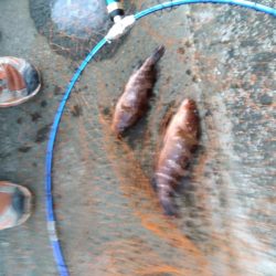 玉野市で、嬉しい2匹、しかも食べれる魚