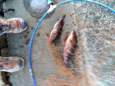 玉野市で、嬉しい2匹、しかも食べれる魚