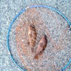 真夏の連続釣果にびっくりしてます。