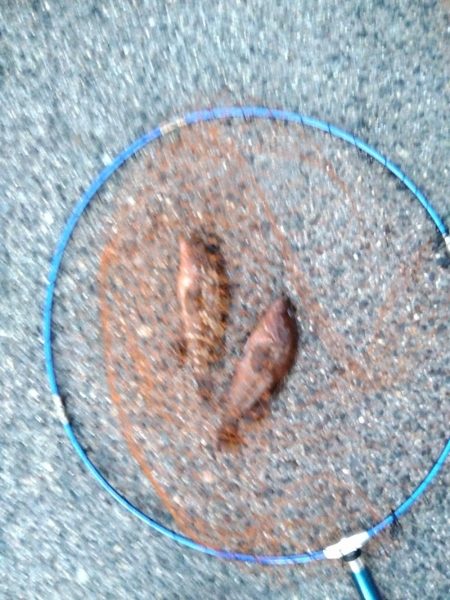 真夏の連続釣果にびっくりしてます。