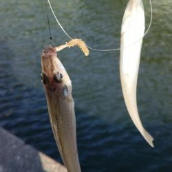 シーズン３度目の津居山釣行