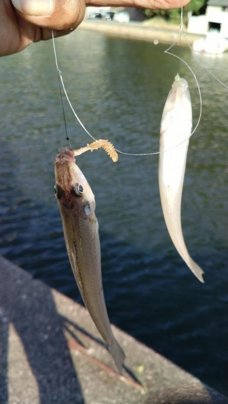 シーズン３度目の津居山釣行