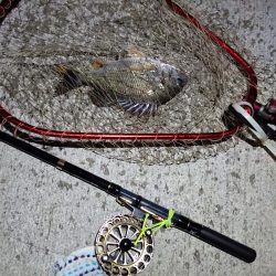 2023/08/01 南港ヘチ釣り釣行