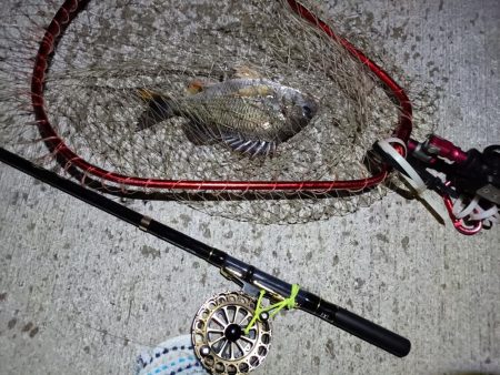 2023/08/01 南港ヘチ釣り釣行