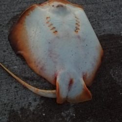 灼熱でのぶっこみ釣り