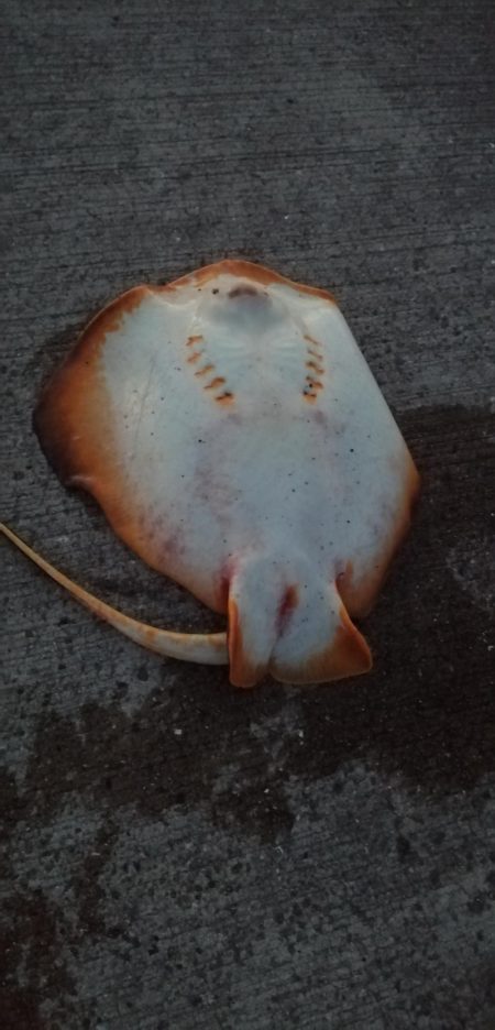 灼熱でのぶっこみ釣り