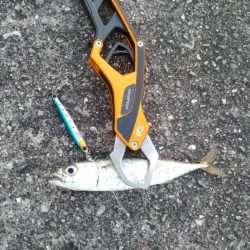 青物調査でツバス23cmとシーバス36㎝