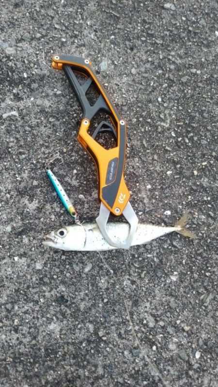 青物調査でツバス23cmとシーバス36㎝