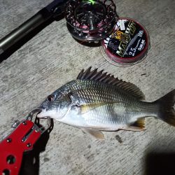 2023/08/10 南港ヘチ釣り釣行