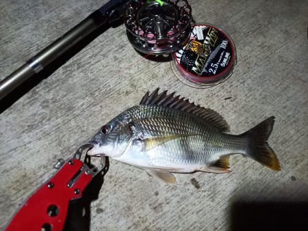 2023/08/10 南港ヘチ釣り釣行