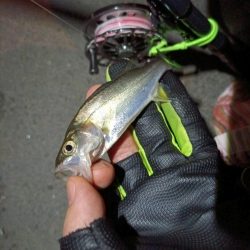 2023/08/11 南港ヘチ釣り釣行