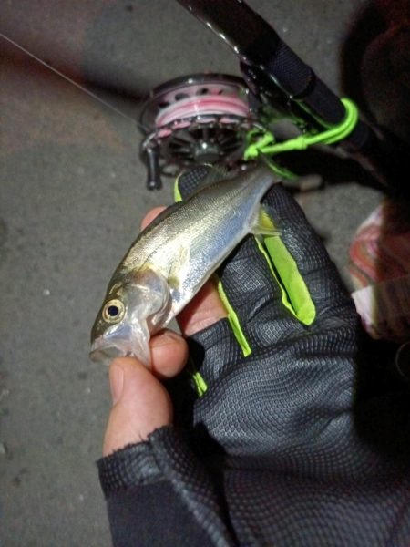 2023/08/11 南港ヘチ釣り釣行