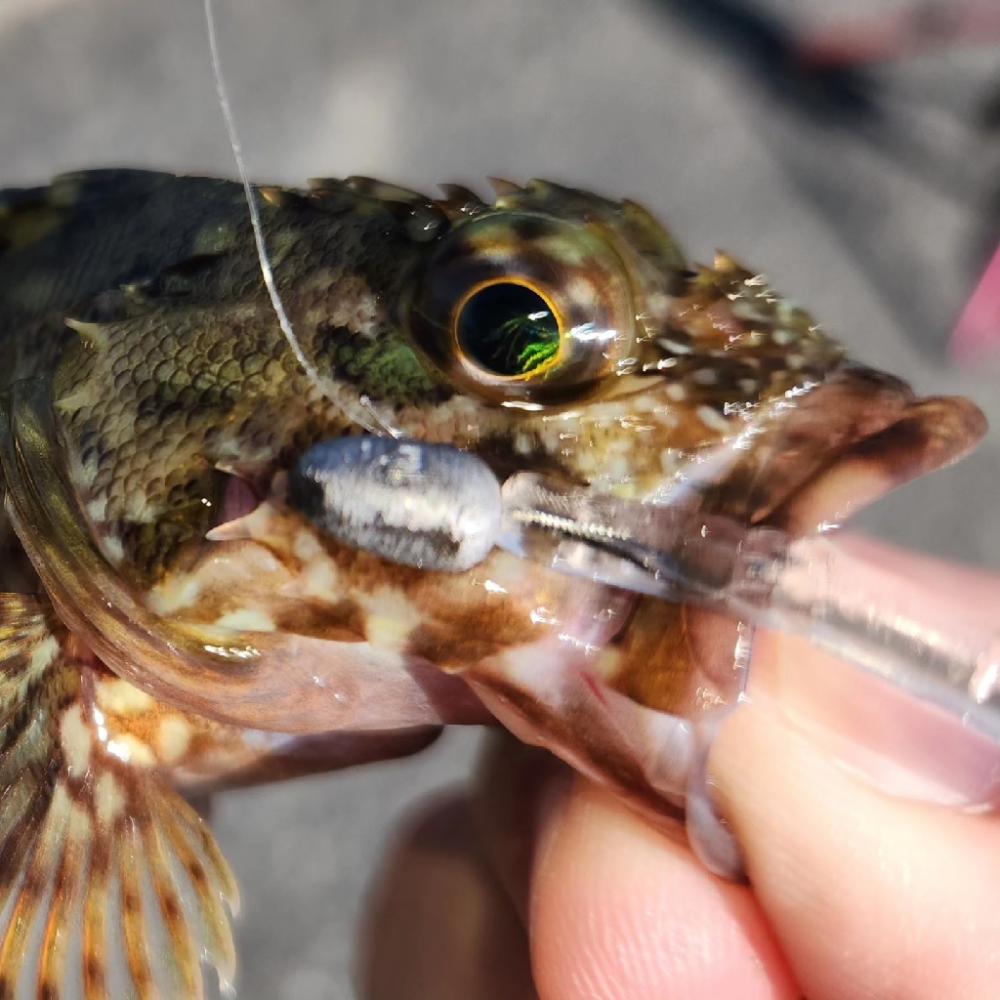 やっと、近所でもアジング開幕