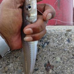 更に厳しくなった播磨新島のキス