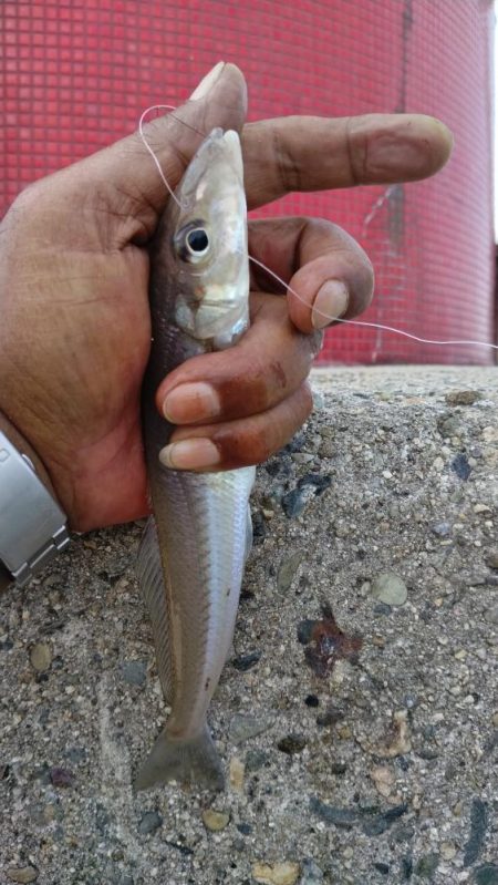 更に厳しくなった播磨新島のキス