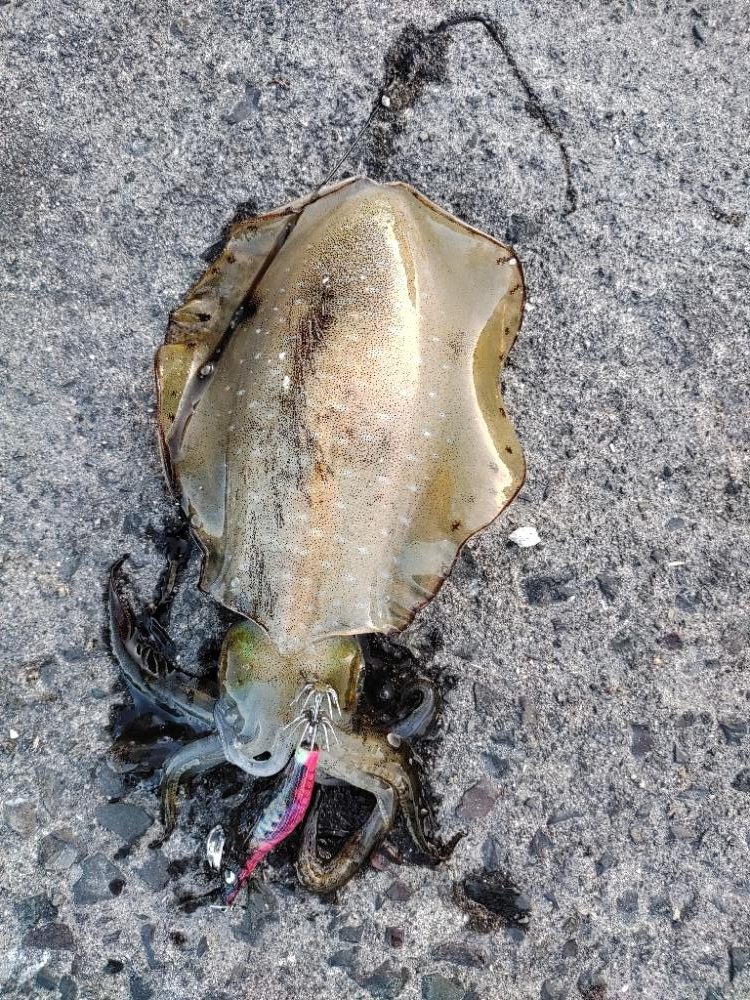 エギング＠鹿児島