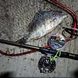 2023/08/18 南港ヘチ釣り釣行