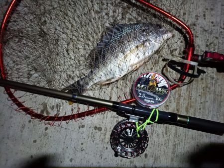 2023/08/18 南港ヘチ釣り釣行