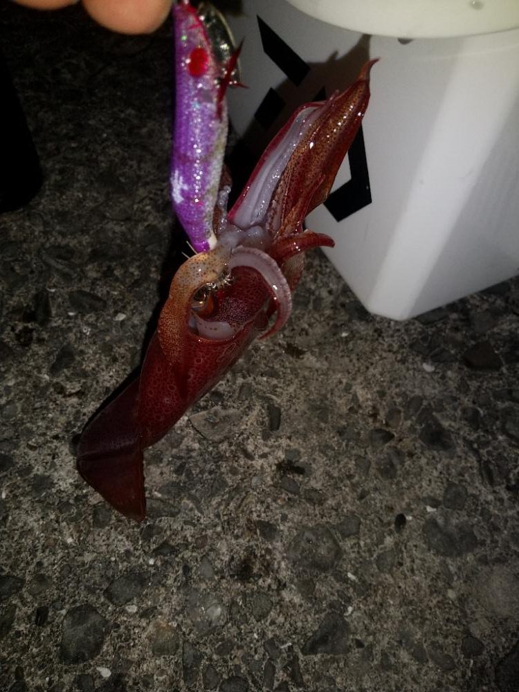 久々のポイント