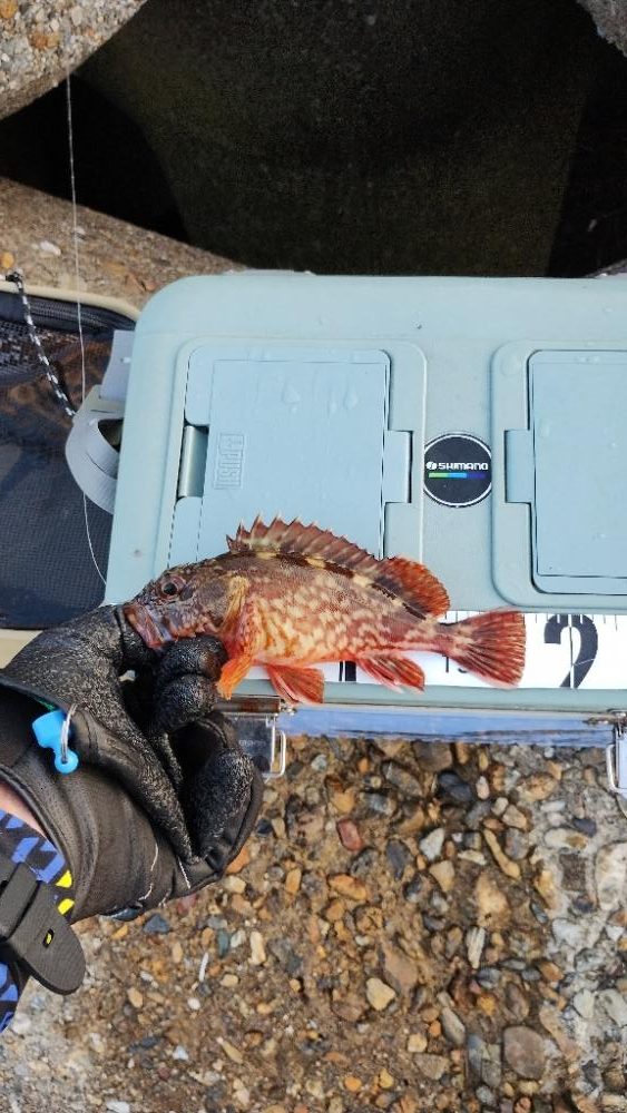 今日はシブシブ