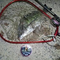 2023/08/21 南港ヘチ釣り釣行