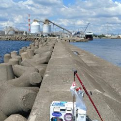 高砂港のキス調査