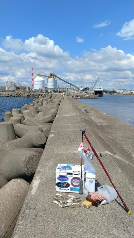 高砂港のキス調査