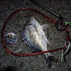 2023/08/22 南港ヘチ釣り釣行