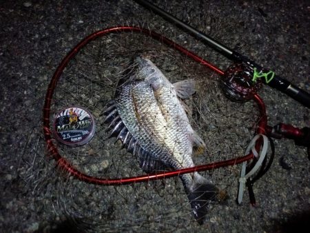 2023/08/22 南港ヘチ釣り釣行