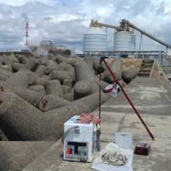 高砂港のキス調査Ⅱ