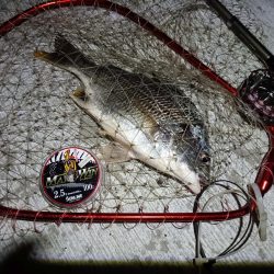 2023/08/24 南港ヘチ釣り釣行