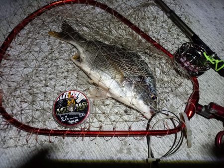 2023/08/24 南港ヘチ釣り釣行