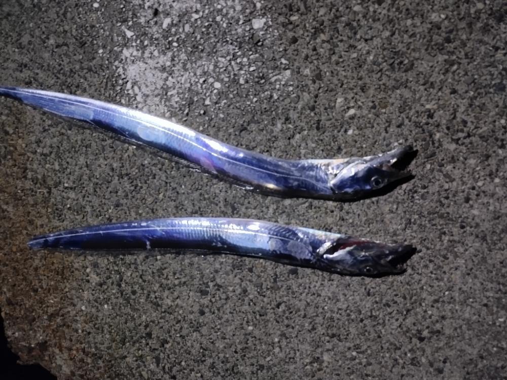 タチウオ