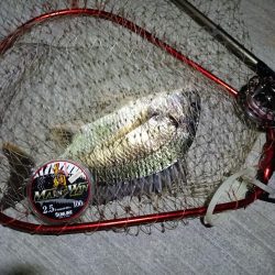 2023/08/25 南港ヘチ釣り釣行