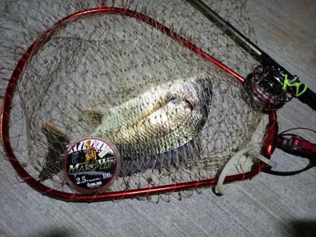 2023/08/25 南港ヘチ釣り釣行